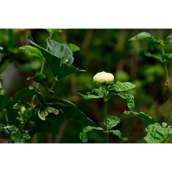 Fresh Jasmine Plants